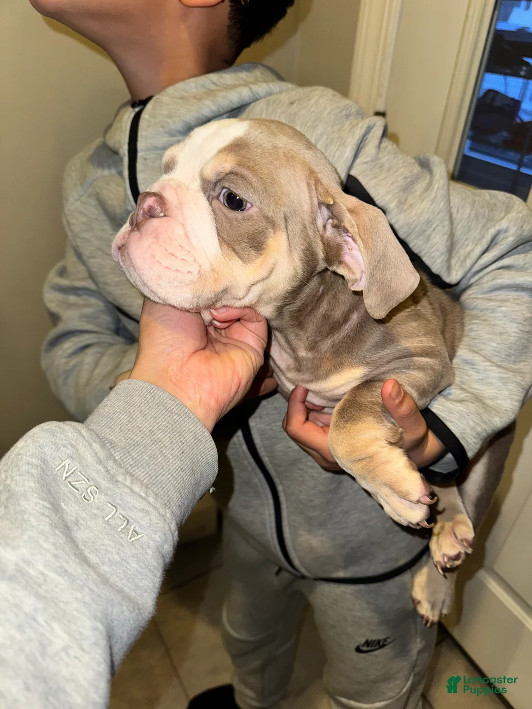 English Bulldog dogs for sale: English Bulldog Puppy 1 - Ad 1