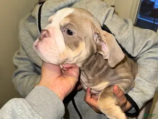 English Bulldog dogs English Bulldog Puppy 1 - Ad 39