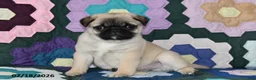 Pug dogs for sale: Milo - Ad 4