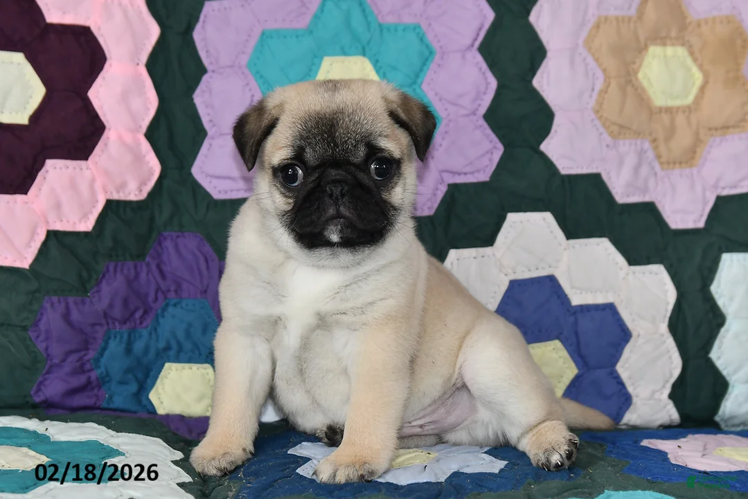 Pug dogs for sale: Milo - Ad 4
