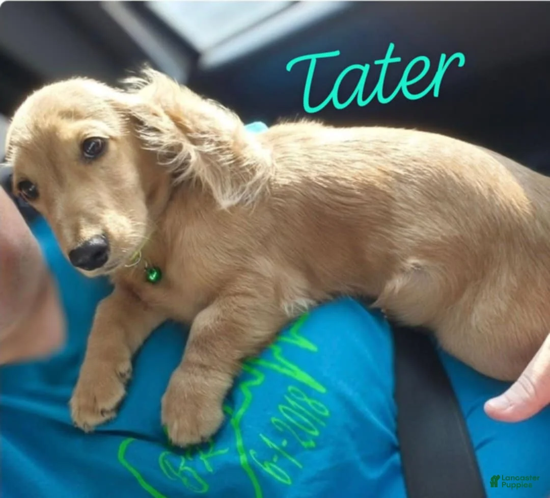 Miniature Dachshund dogs for sale: ee Cream boy reserved - Ad 2
