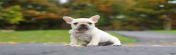 French Bulldog dogs for sale: Aspen - Ad 4