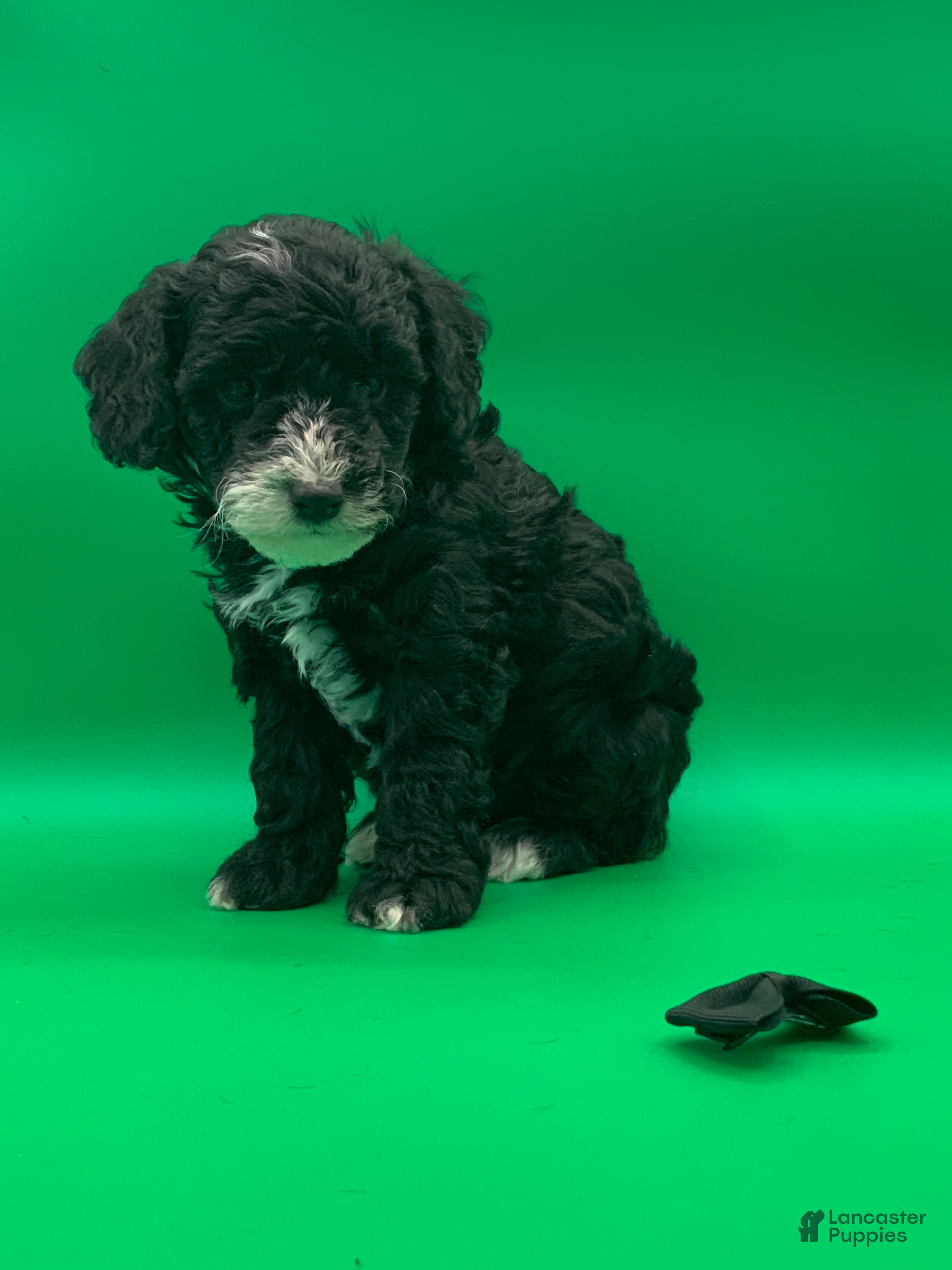 Toy Poodle dogs Ben  - Ad 5