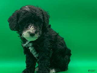 Toy Poodle dogs Ben - Ad 5