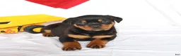Rottweiler dogs for sale: Annabelle - Ad 3