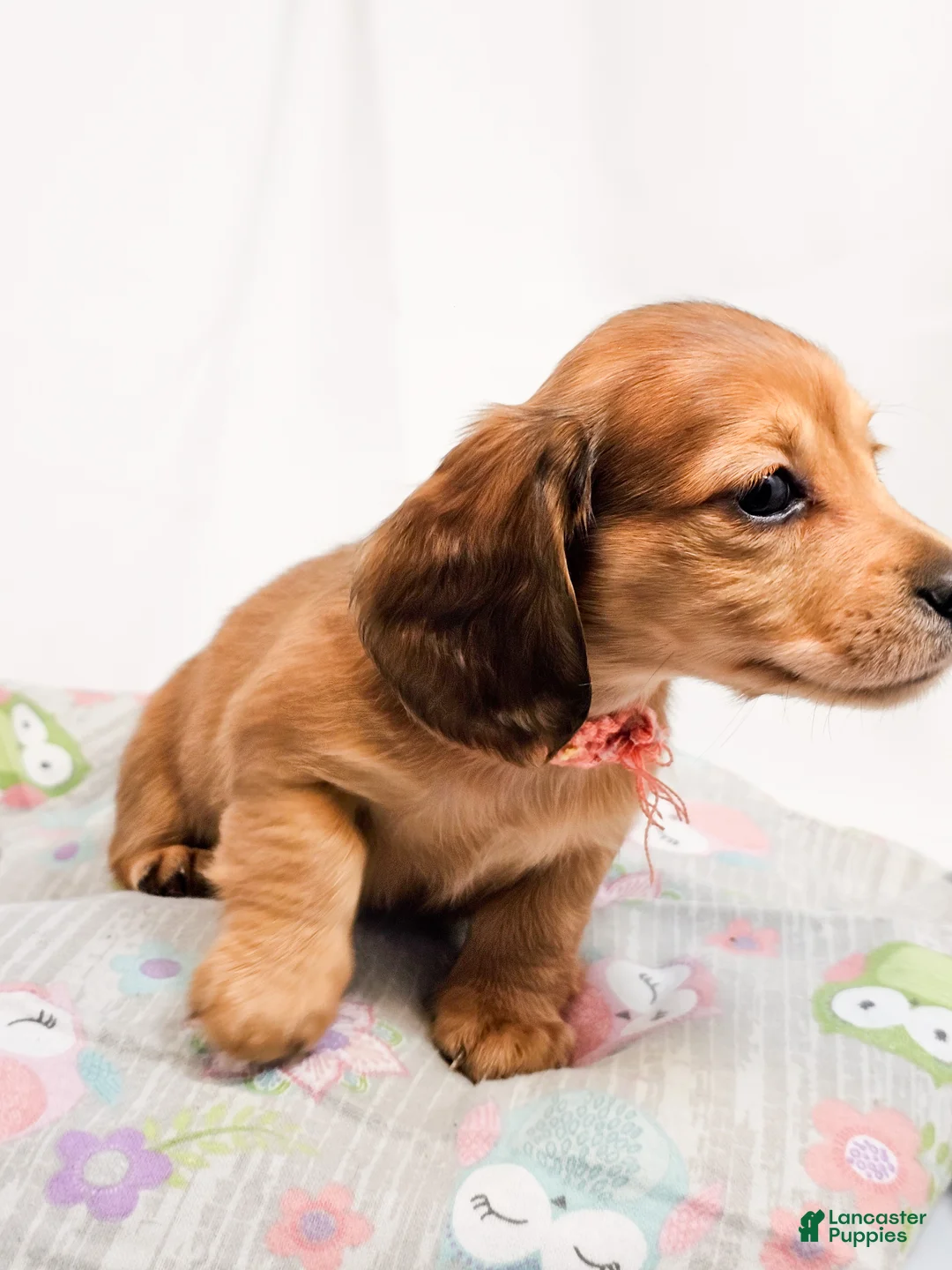 Miniature Dachshund dogs for sale: Bean - Ad 2