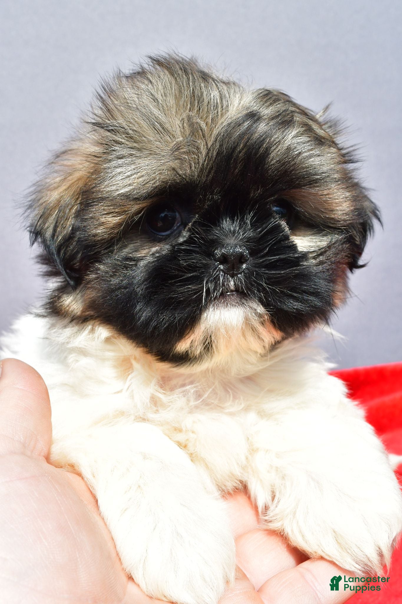 Shih Tzu dogs Misty - Ad 2