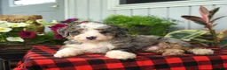Mini Bernedoodle dogs for sale: Rex - Ad 3