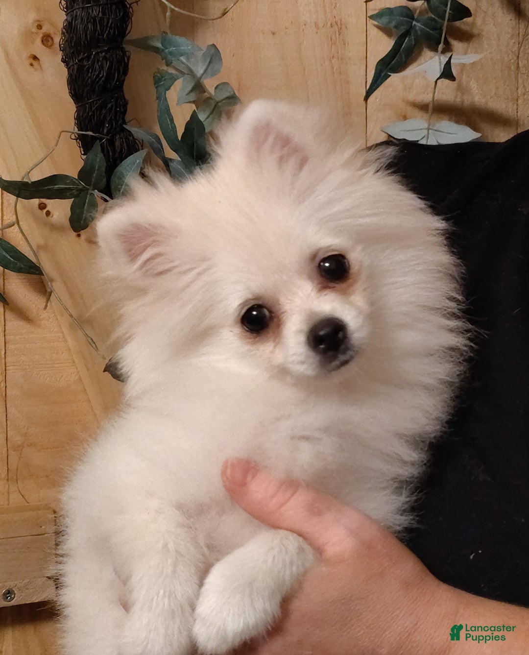 Pomeranian dogs for sale: Cecilia - Ad 3