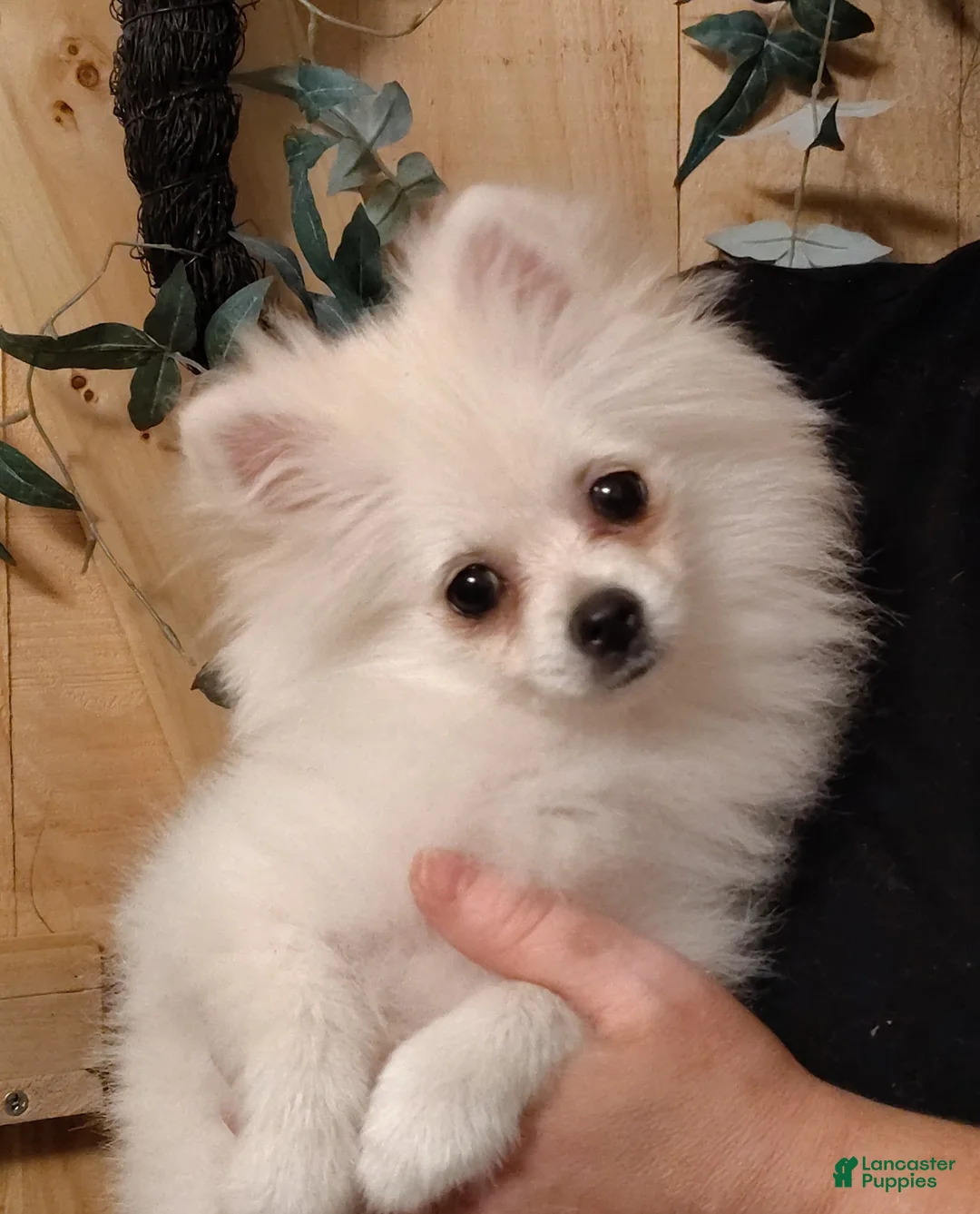 Pomeranian dogs for sale: Cecilia - Ad 3