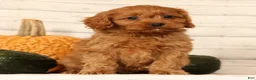 Cavapoo dogs for sale: Pluto - Ad 3