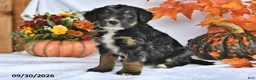 Bernedoodle dogs for sale: Jade - Ad 4