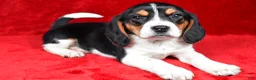 Beagle dogs for sale: Sheila - Ad 4