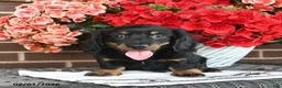 Miniature Dachshund dogs for sale: Teddy  - Ad 4