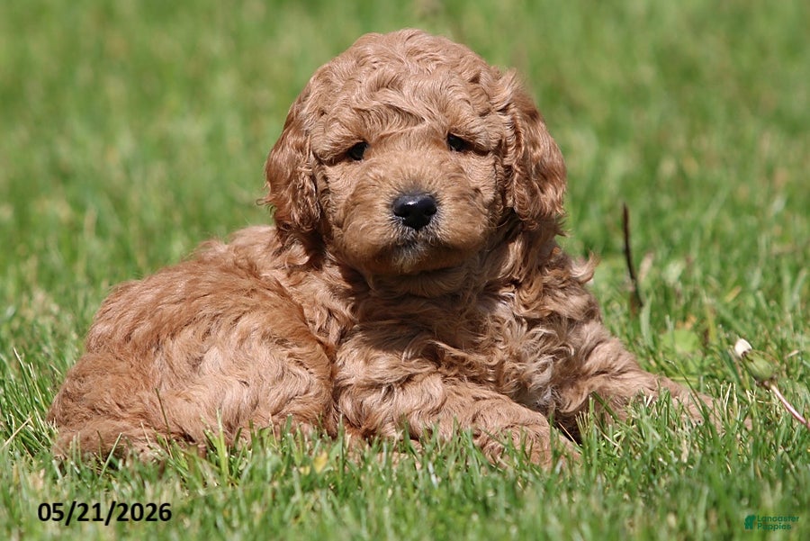 Miniature Poodle dogs for sale: Murphy - Ad 3