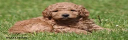 Miniature Poodle dogs for sale: Murphy - Ad 1