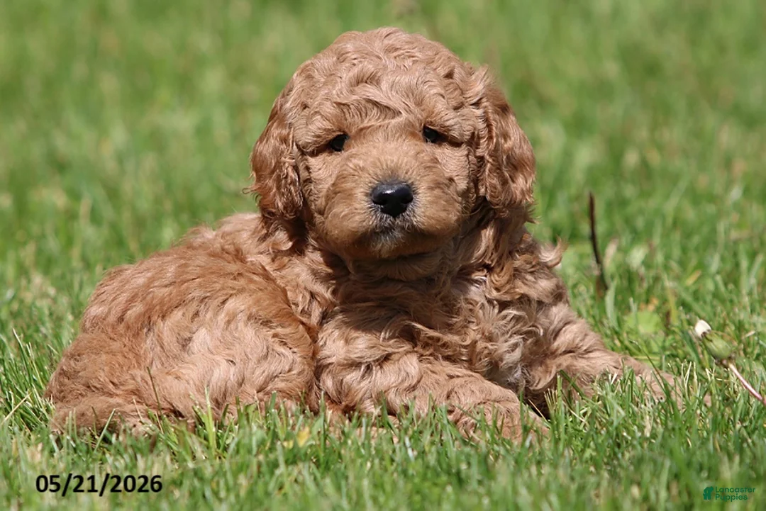 Miniature Poodle dogs for sale: Murphy - Ad 1
