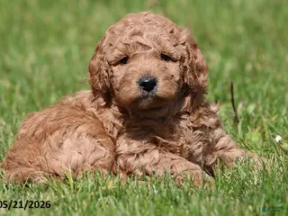Miniature Poodle dogs for sale: Murphy - Ad 3