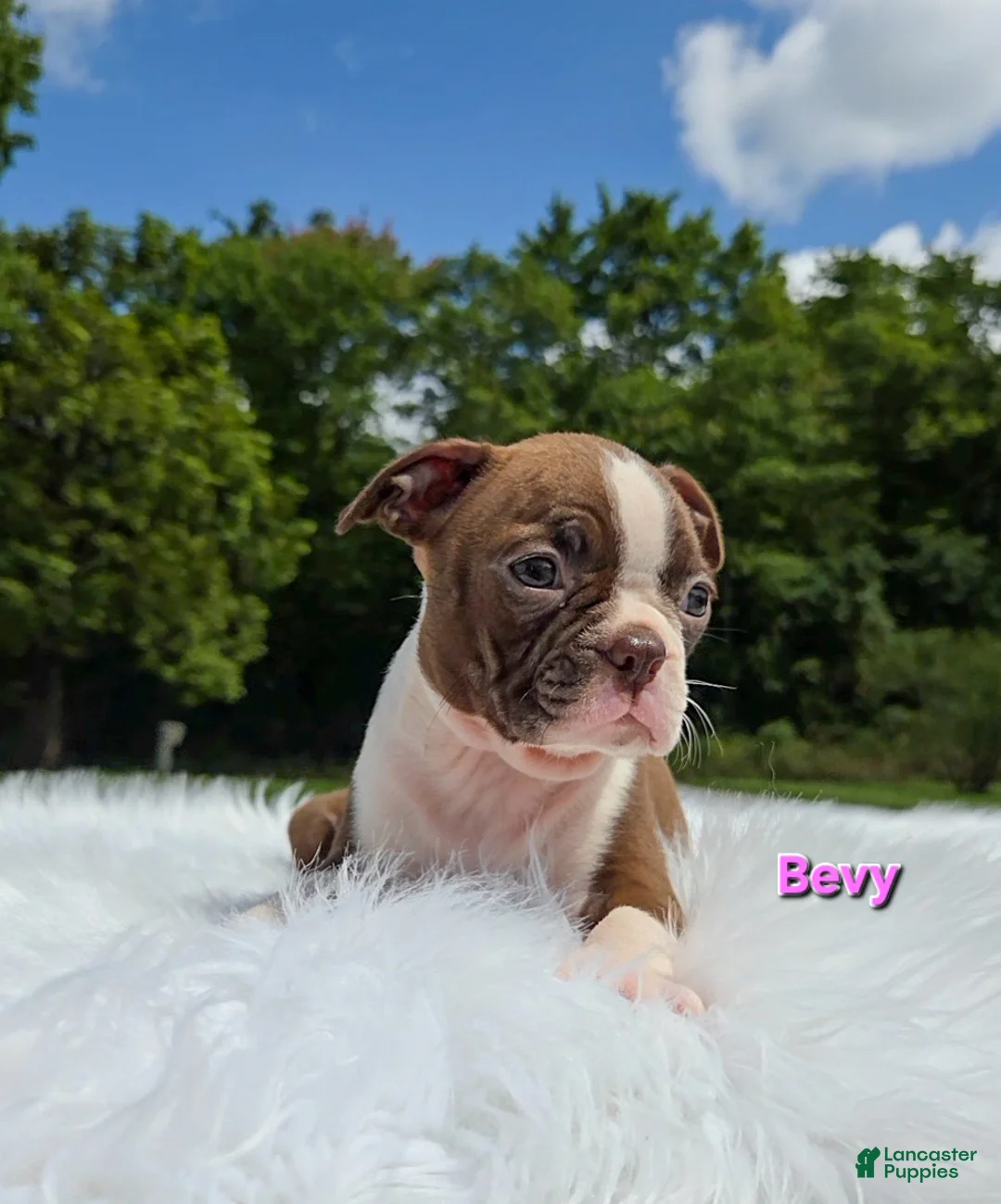 Boston Terrier dogs for sale: Bevy - Ad 6