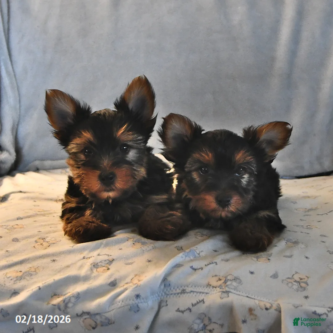 Yorkshire Terrier dogs for sale: Ranger - Ad 5