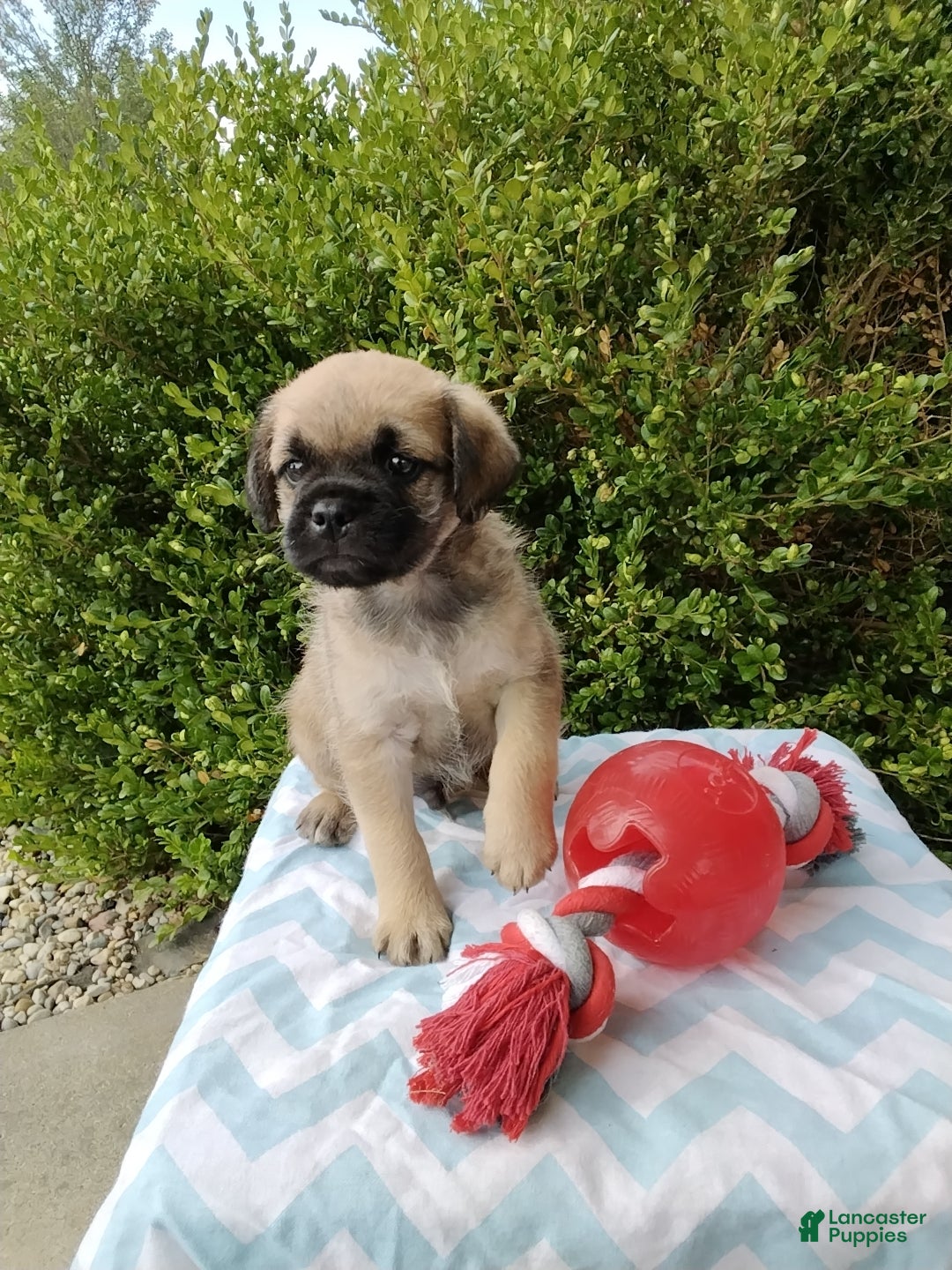 Pug dogs Kipp - Ad 2