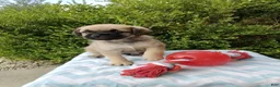 Pug dogs for sale: Kipp - Ad 2