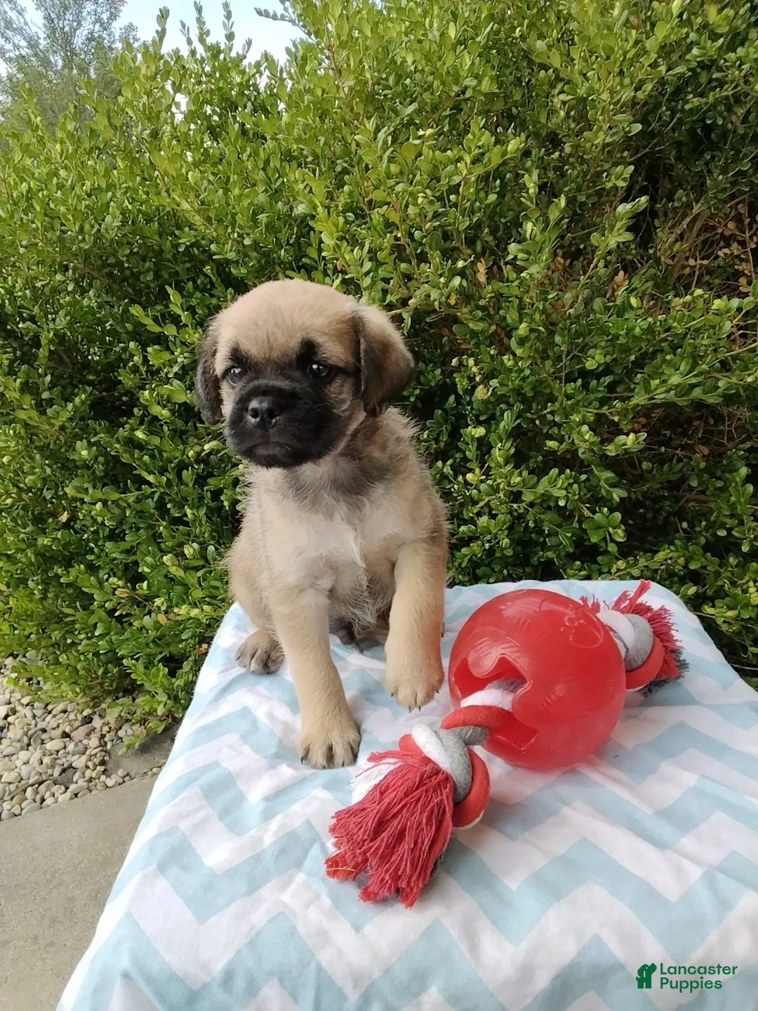 Pug dogs for sale: Kipp - Ad 2