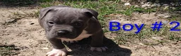 American Bully dogs for sale: American Bully Puppy 5 - Ad 1