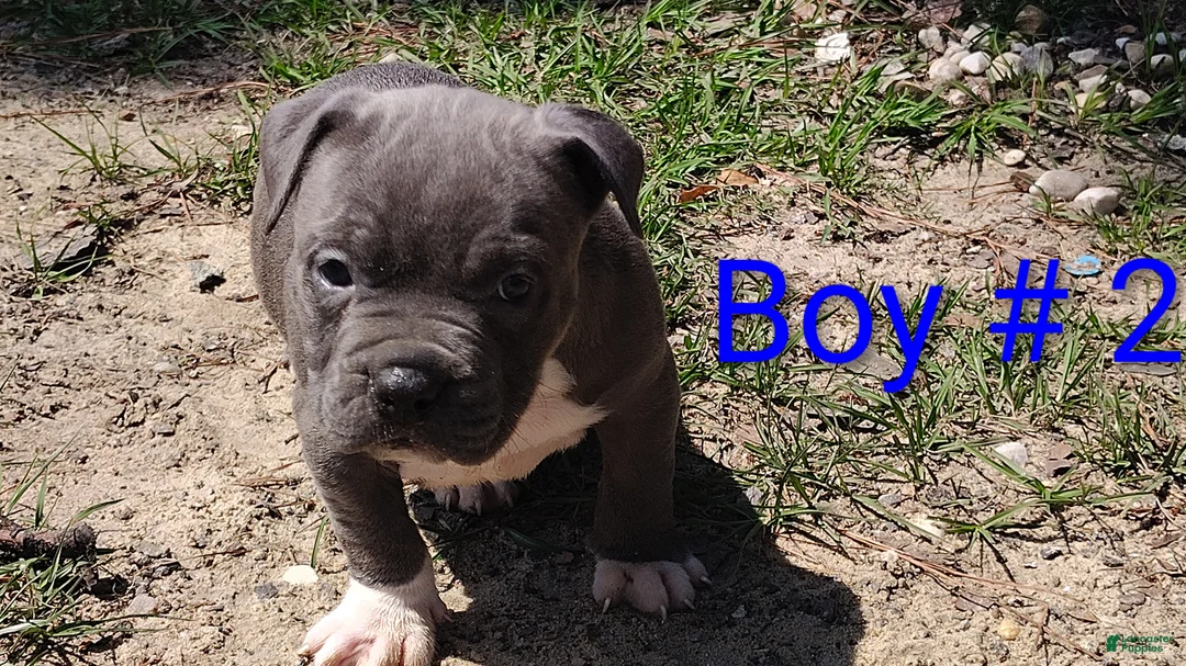 American Bully dogs for sale: American Bully Puppy 5 - Ad 1