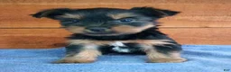 Yorkshire Terrier dogs for sale: Coco - Ad 1