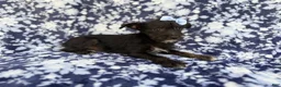 Miniature Schnauzer dogs for sale: Ava - Ad 8