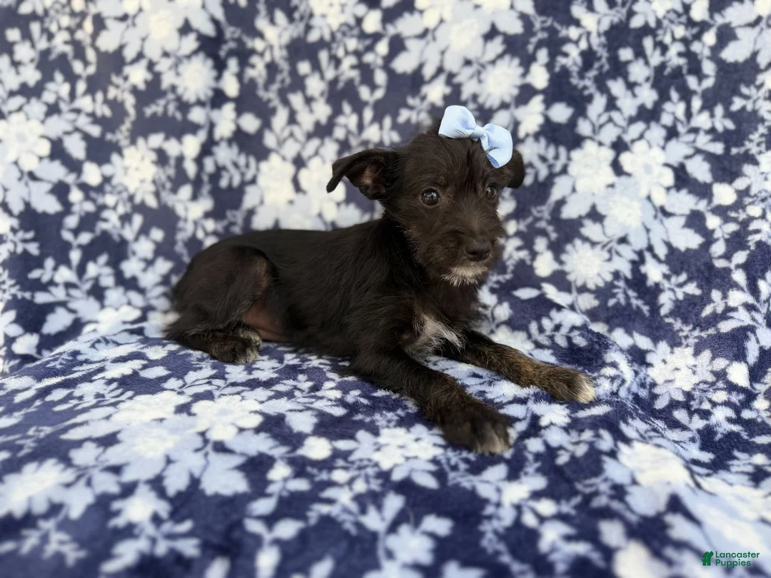 Miniature Schnauzer dogs for sale: Ava - Ad 8