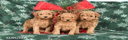 Toy Poodle dogs for sale: Missie - Ad 3