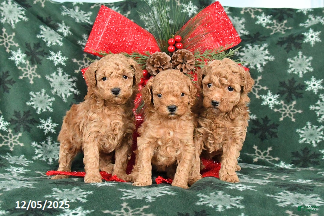Toy Poodle dogs for sale: Missie - Ad 3