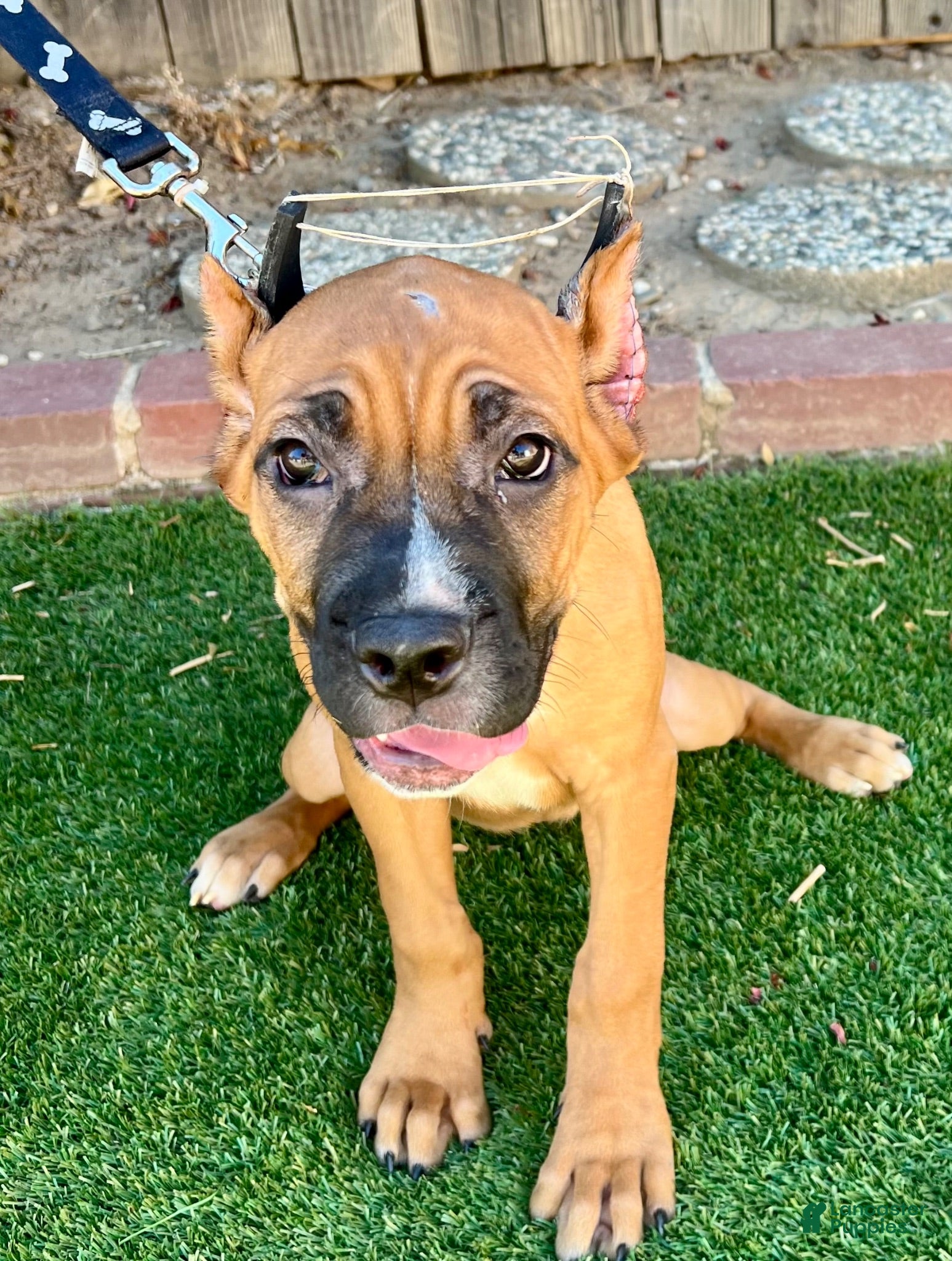 Cane Corso dogs Cane Corso 3 - Ad 1