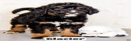 Bernedoodle dogs for sale: Glacier - Ad 9