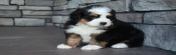 Mini Bernedoodle dogs for sale: Jax - Ad 11