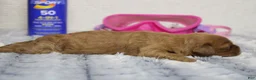 Cockapoo dogs for sale: Katie - Ad 5