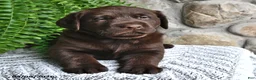 Labrador Retriever dogs for sale: Chocolate - Ad 3