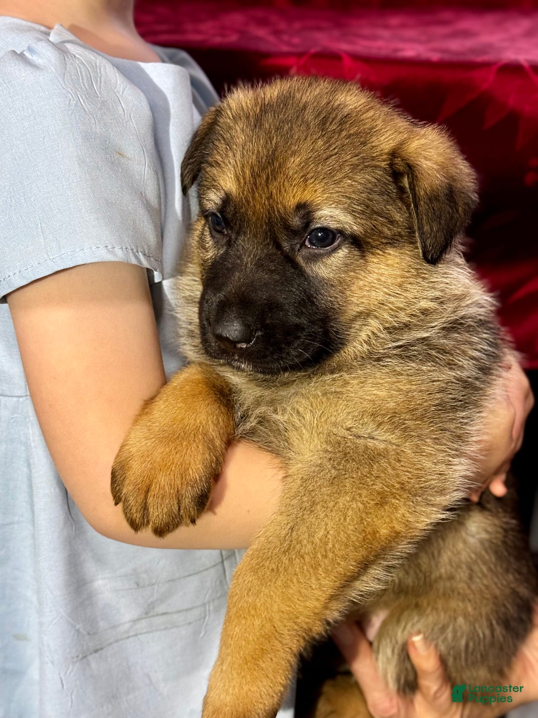 German Shepherd dogs for sale: Rawlins - Ad 8