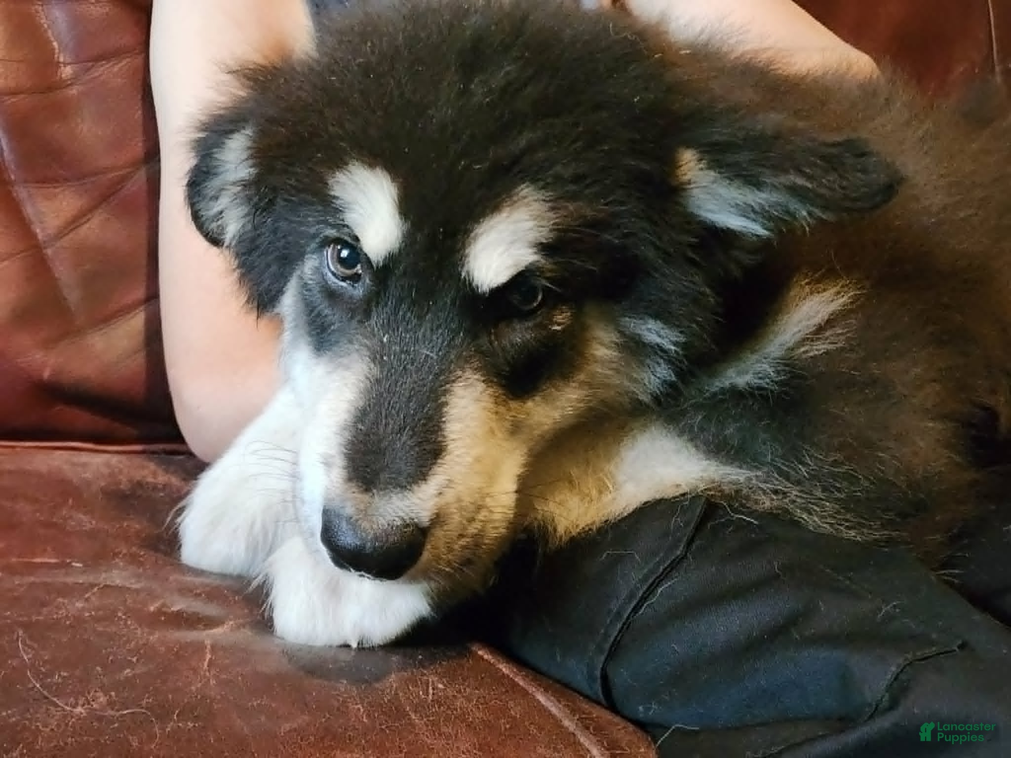 Alaskan Malamute dogs Alaskan Malamute Puppy 6 - Ad 2