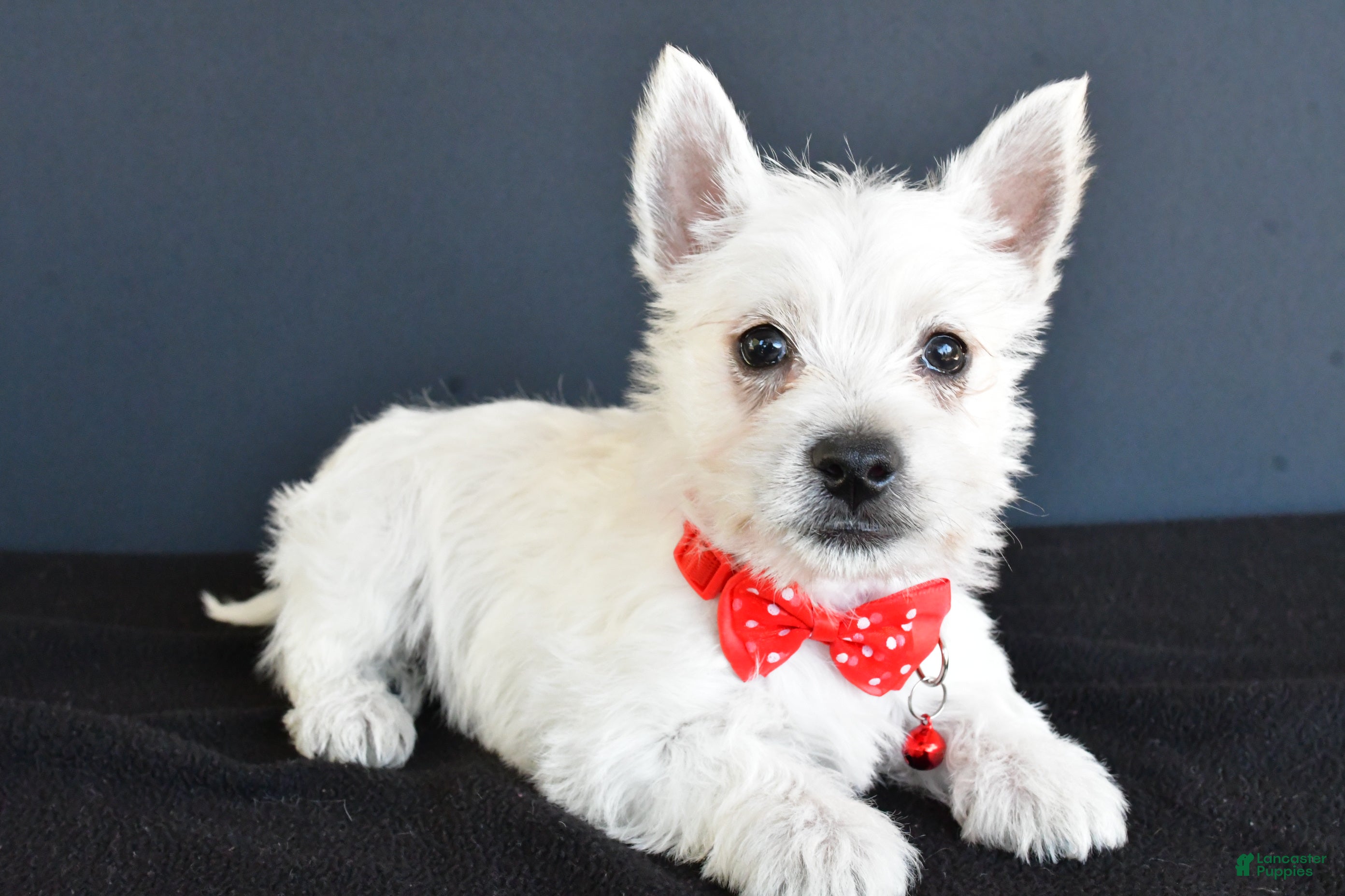 Highland Terrier Cesar Dog Food What Kind Of Dog Cesar Adult Wet