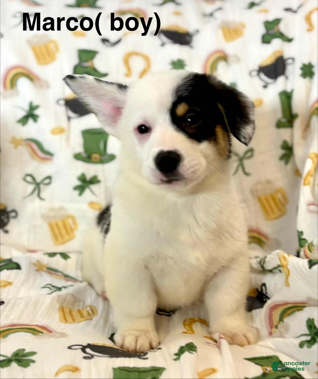 American Corgi dogs for sale: Marco - Ad 2