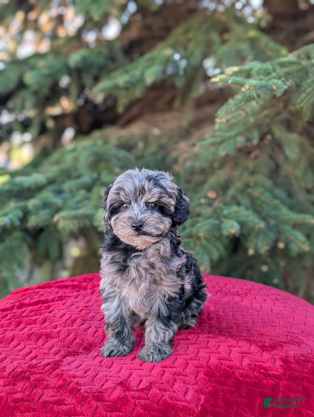 Shihpoo dogs for sale: Whiskey  - Ad 8