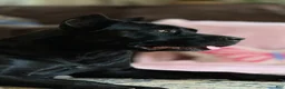 Mixed Breed dogs for sale: Blackberry - Ad 14