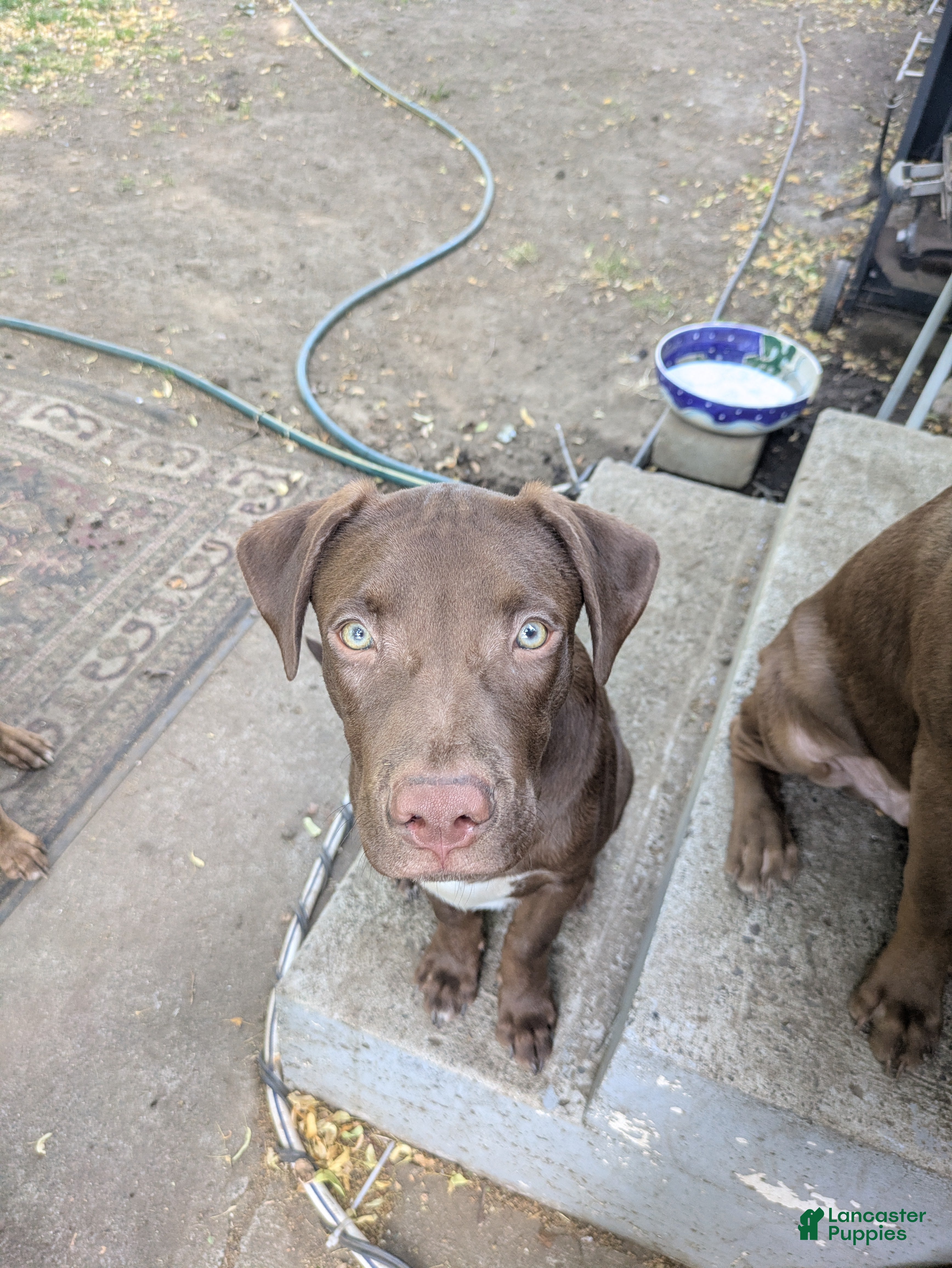 Mixed Breed dogs Moko - Ad 2
