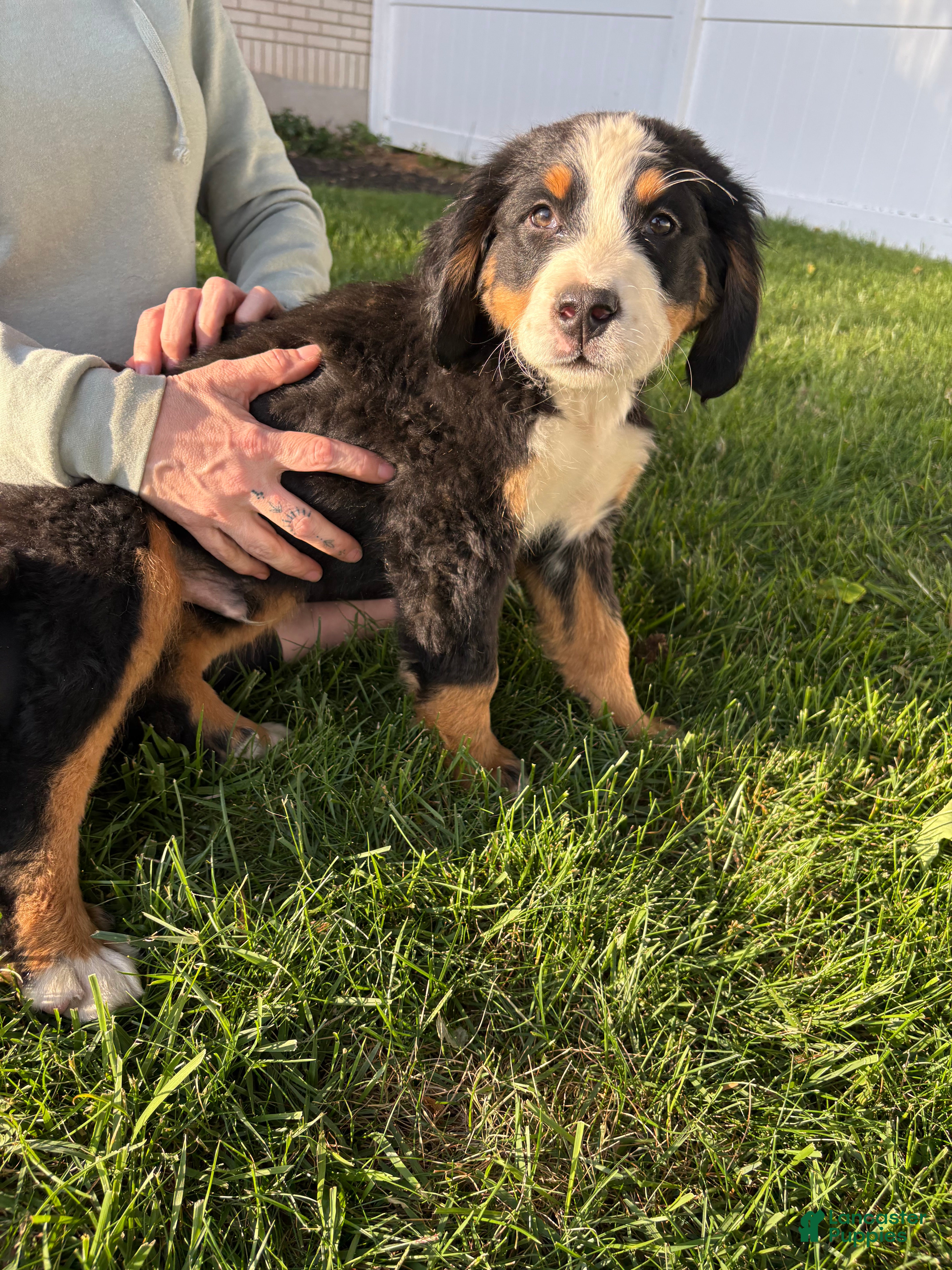 Bernese Mountain Dog dogs for sale: Clover  - Ad 2