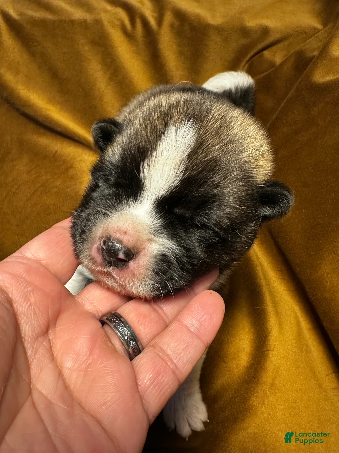 Akita dogs for sale: Astro - Ad 2