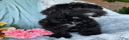 Shihpoo dogs for sale: Bella Dawn - Ad 8
