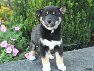 Shiba Inu dogs Sparky - Ad 1